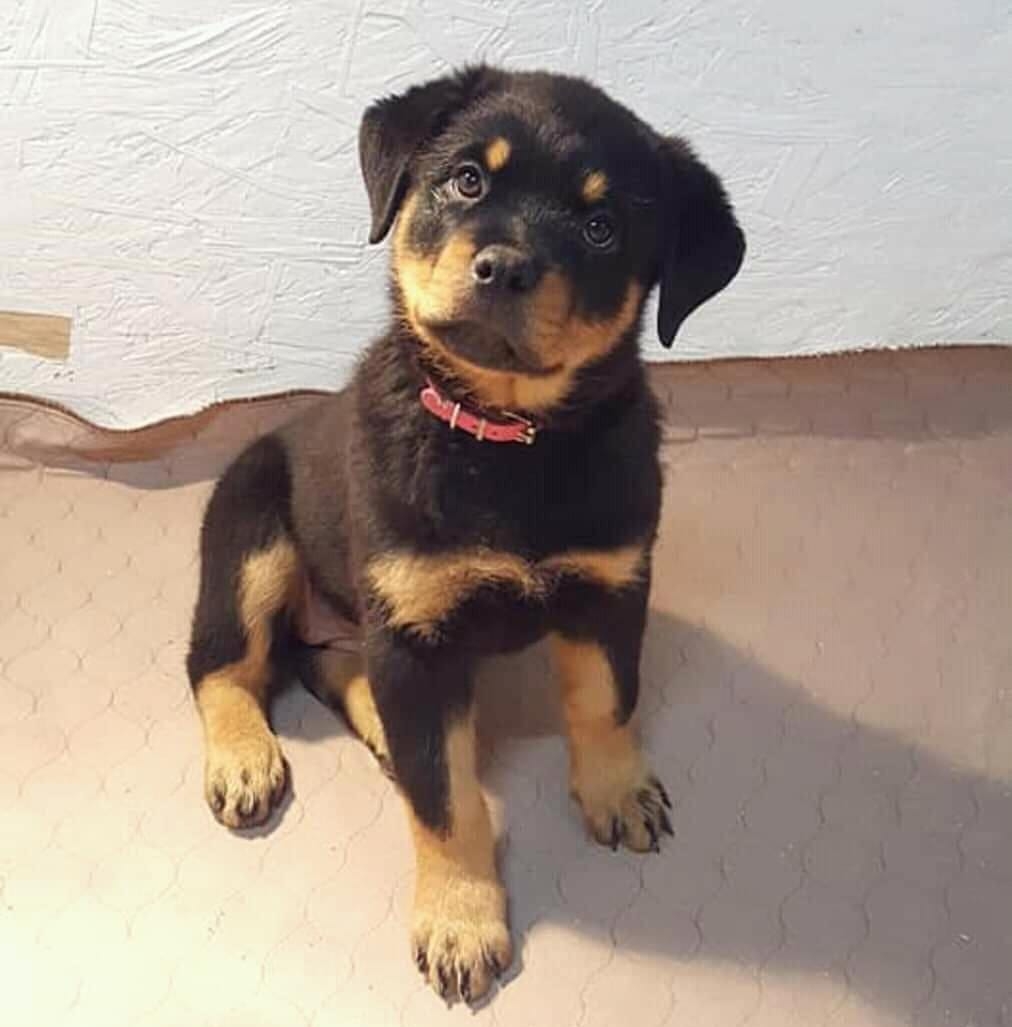 rottweiler fairbanks, ak rottweiler for sale alaska list pets alaska ...