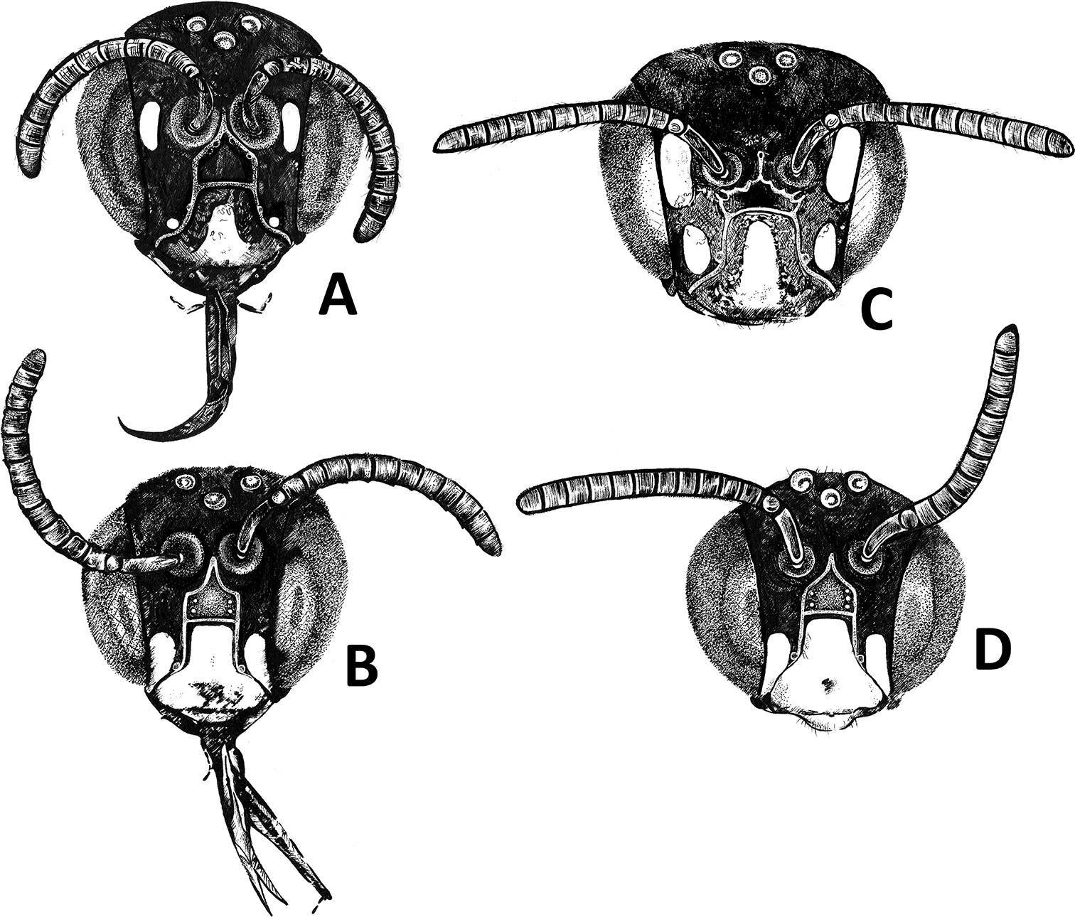 A new species of Ceratina... - Hymenoptera Research