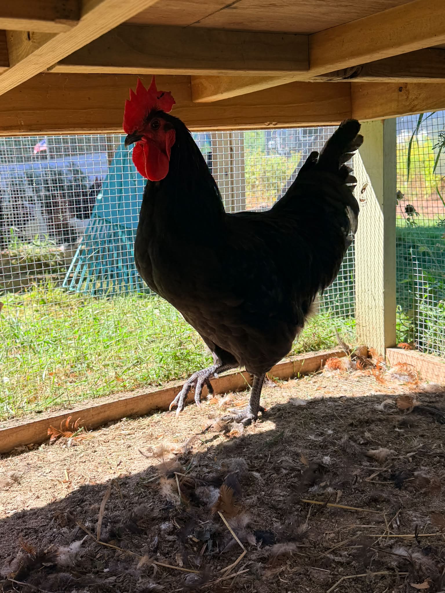 Free 6 month old Australorp rooster. I have to many. Will deliver