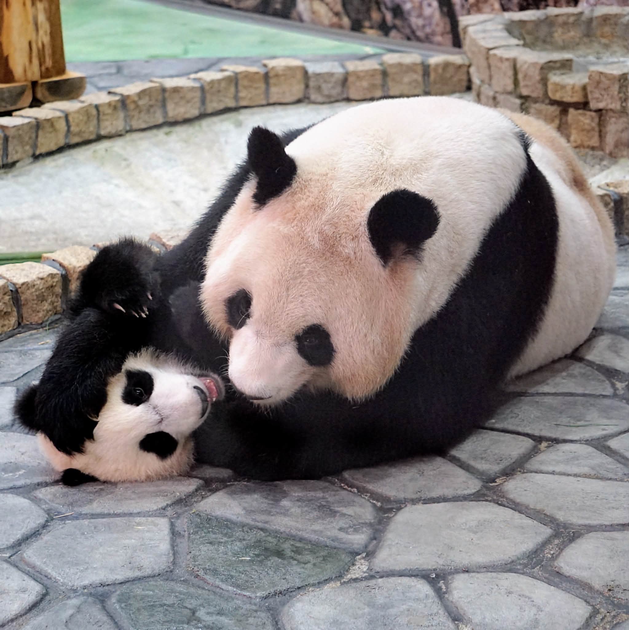 皆さんご存知かもですが、 大阪万博中国館はパンダメインでは