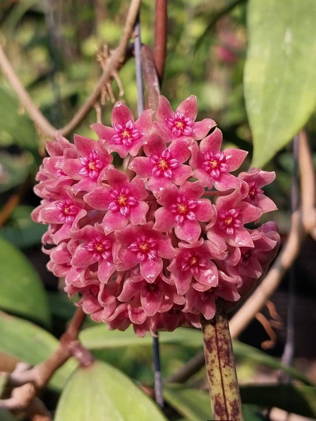 Hoya monetteae