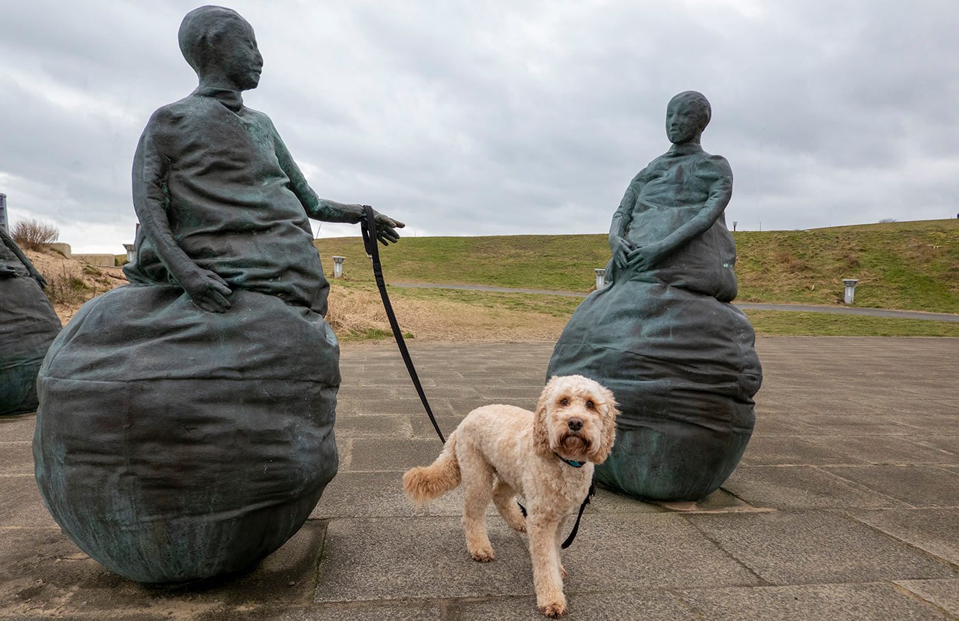 The Adventures of Mr Brodie Work of... - Brodie the Cockapoo