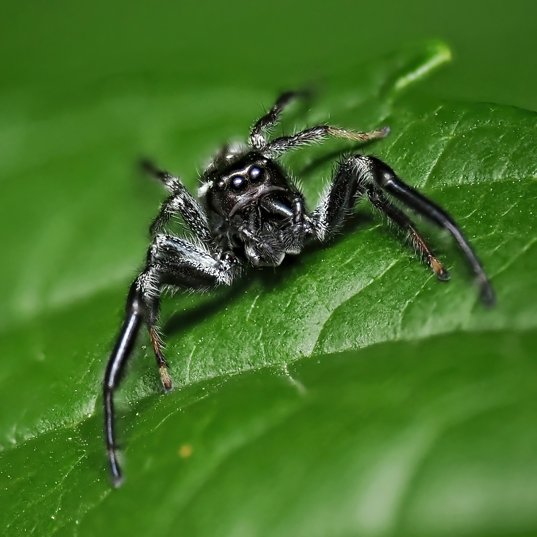 Male Emerald Jumping Spider explores trumpet vines | Clark County, OH