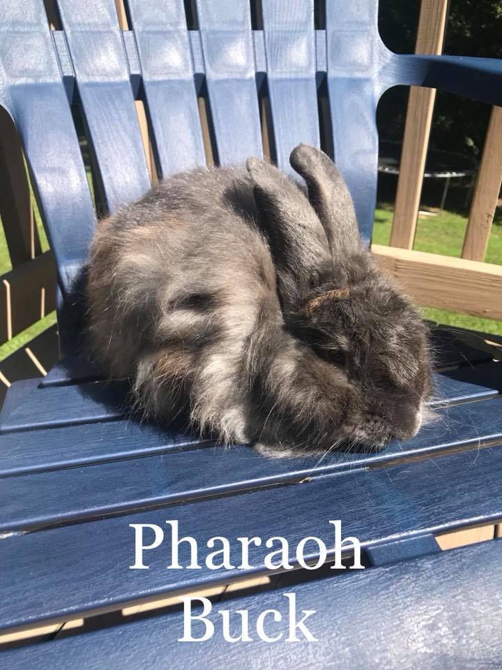 Happy Hops Rabbitry