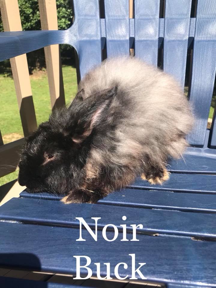 Happy Hops Rabbitry