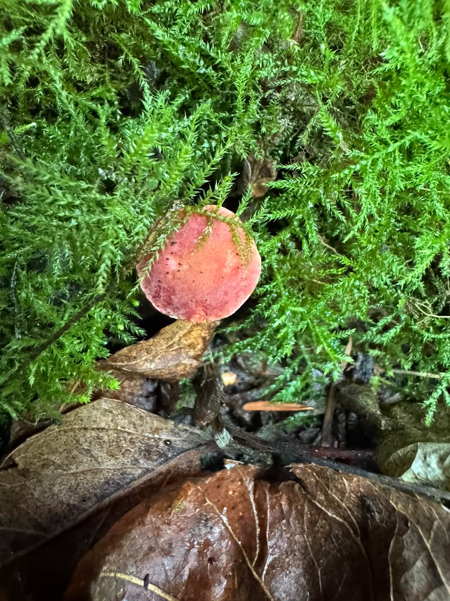 Is this another Hortiboletus species or a Xerocomellus ?