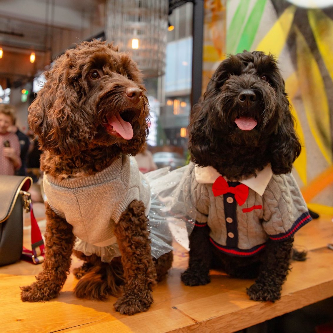 Cockapoo - 💕COCKAPOOS OF MANCHESTER ARE YOU READY?💕 It’s official ...