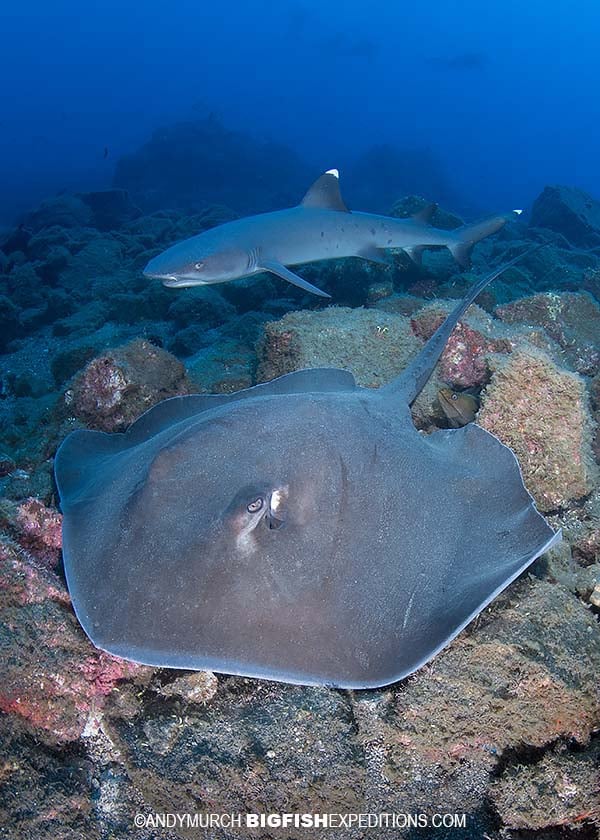 Big Fish Expeditions - Whitetip reef shark shadowing a Longtail ...
