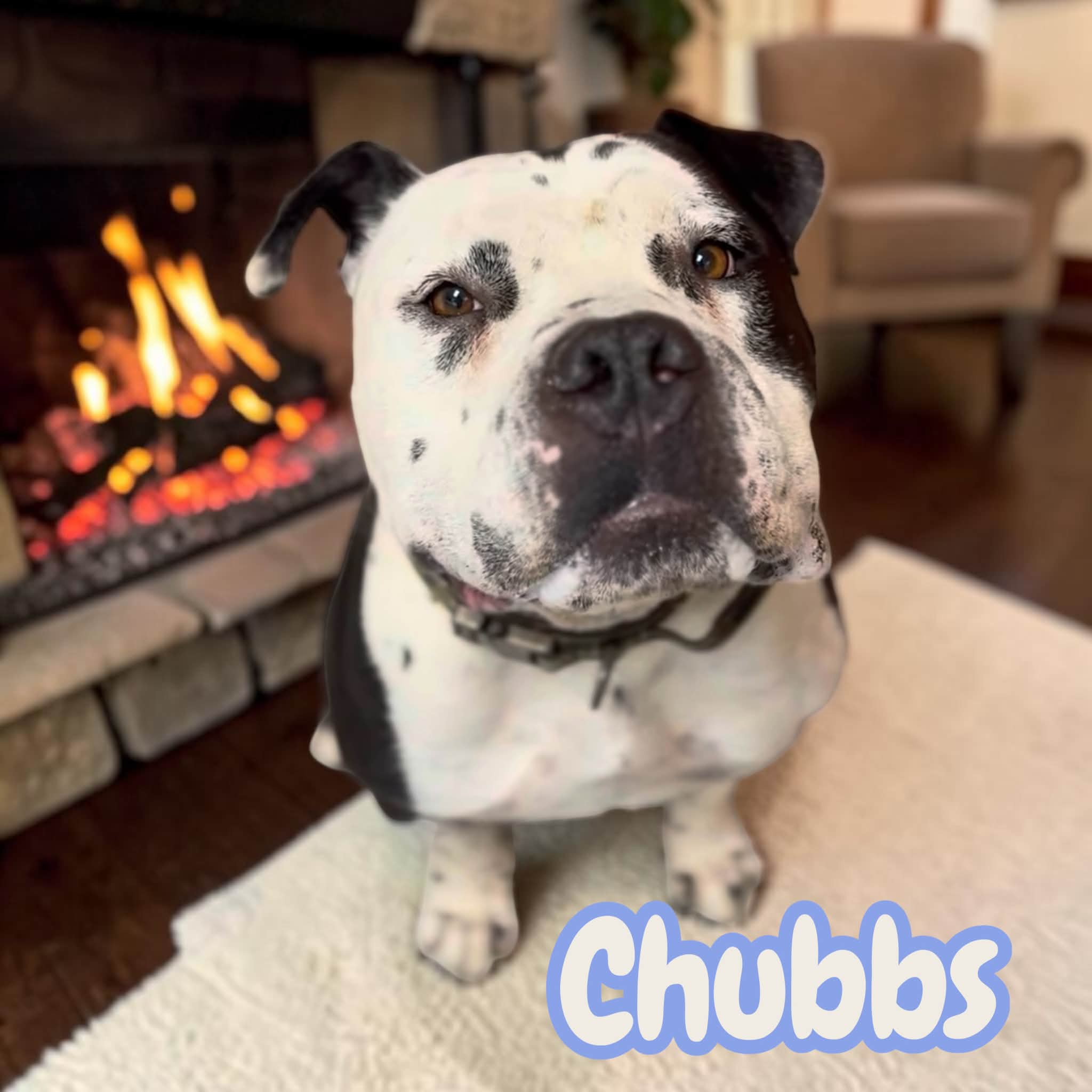 Urgent: Chubbs, Cherry, Apricot, and Pepper Rosa to be euthanized