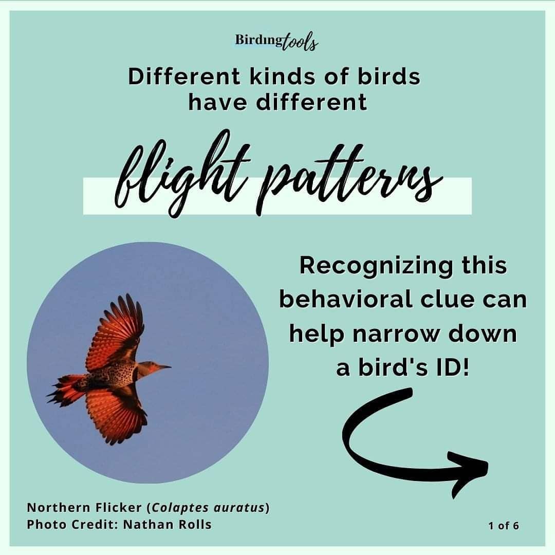 Birding Tools