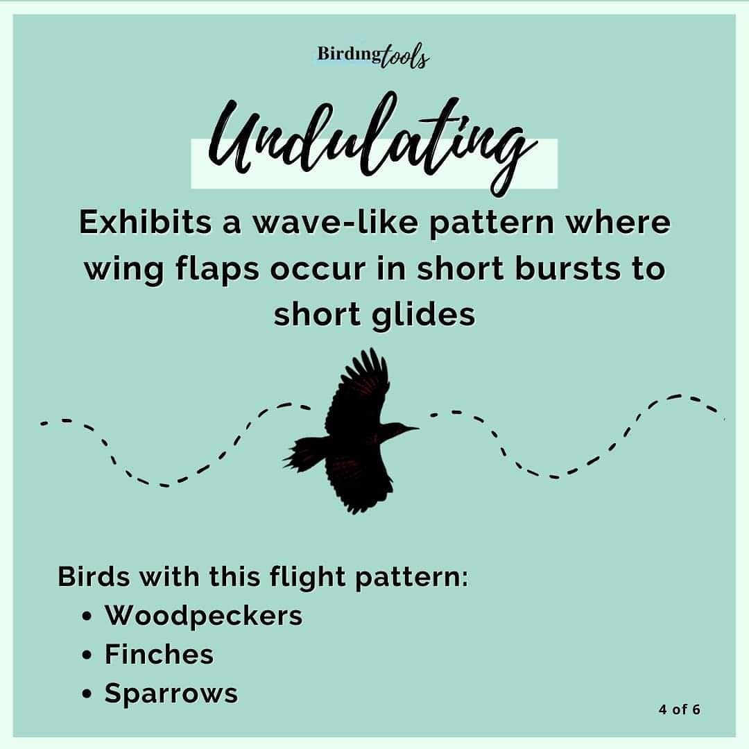 Birding Tools