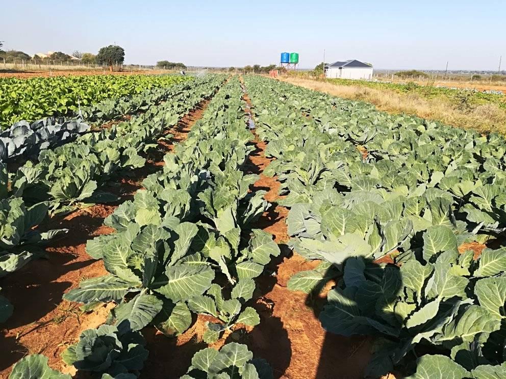Khalabo farming & trading