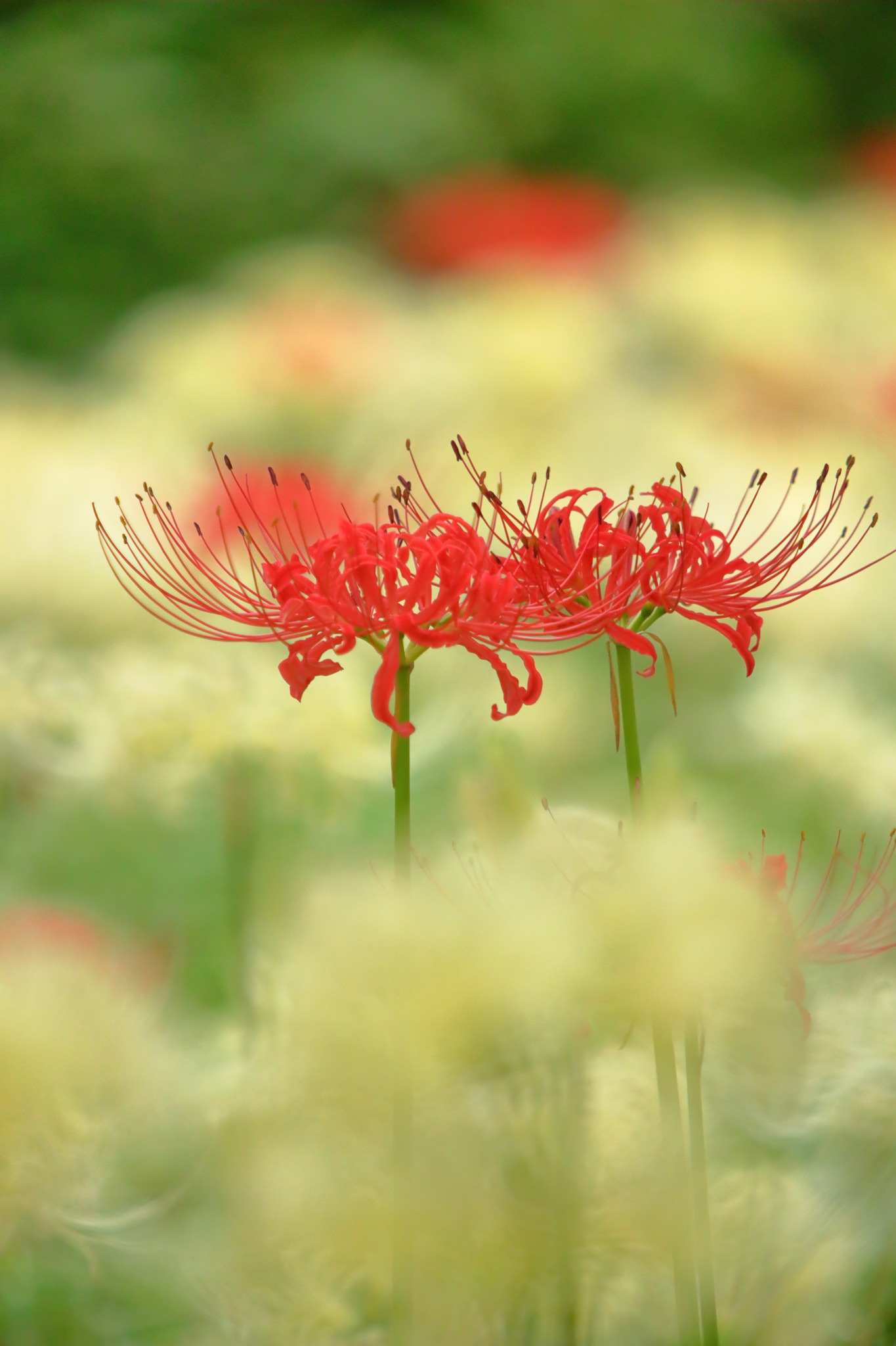 天界に咲く赤い花」 2026/9/19 府中郷土の森 曼珠沙華まつり(9/19～10