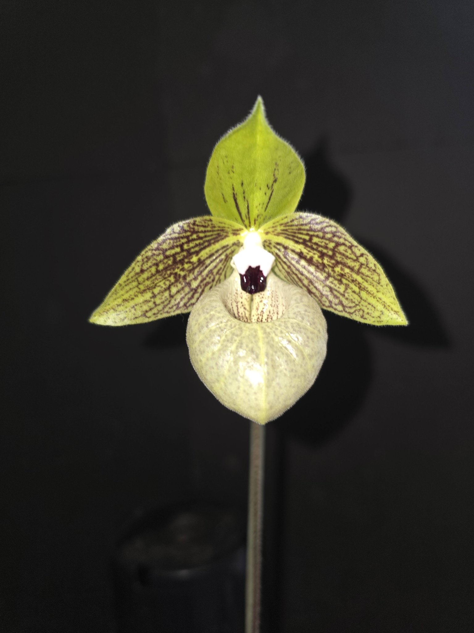 Cleisocentron malipoensis orchid from China