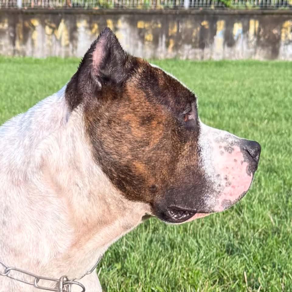 Part of THUNDER ROCK’S Gang 🐾⚡️ ️ | Cristian Ciolpan