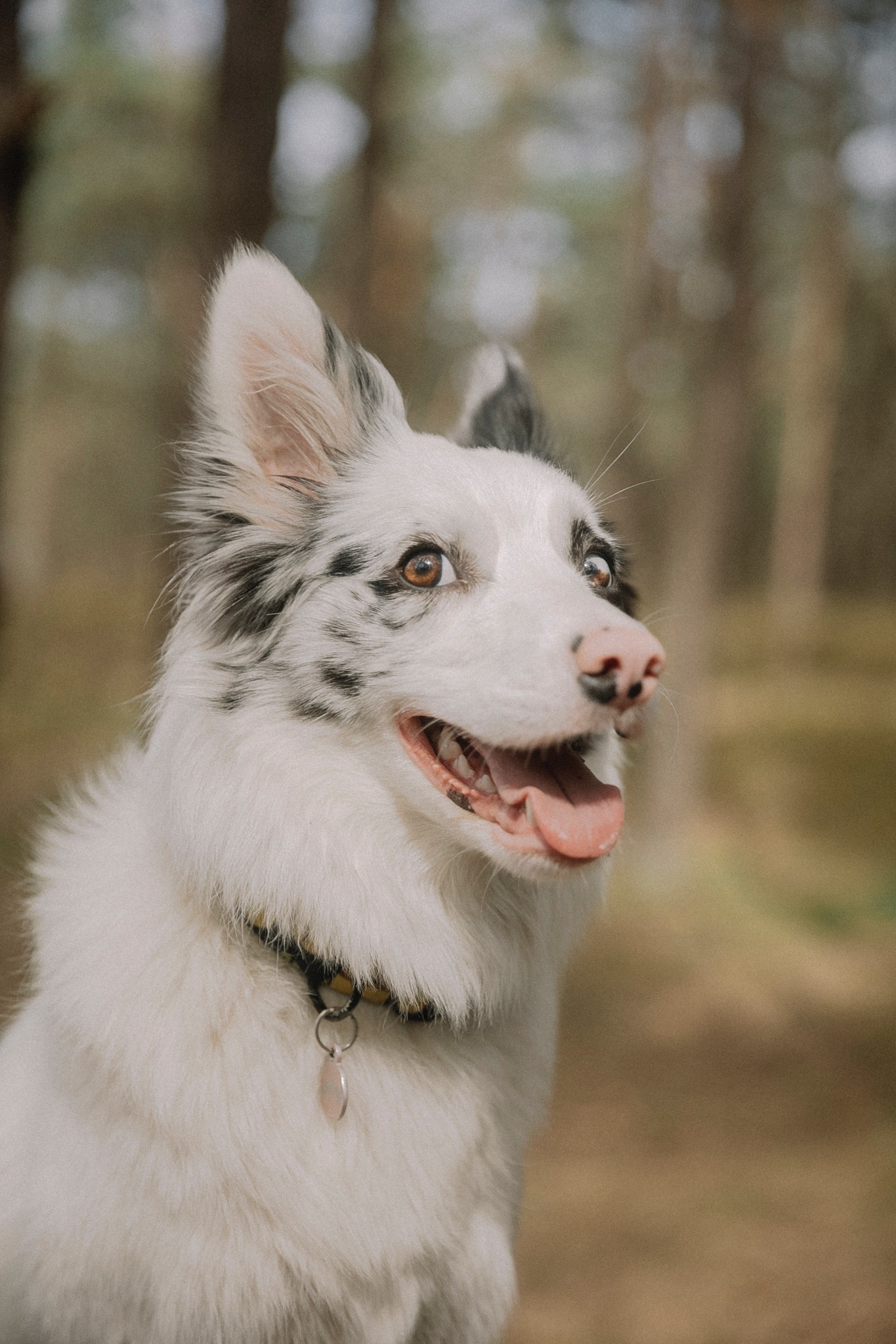 Thefurtribe - Hi friends! Don't forget to smile as you go throughout ...