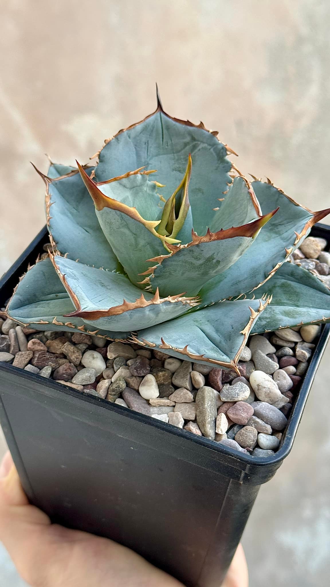 Agave titanota ‘Blue’ Agave titanota blue (compact form)