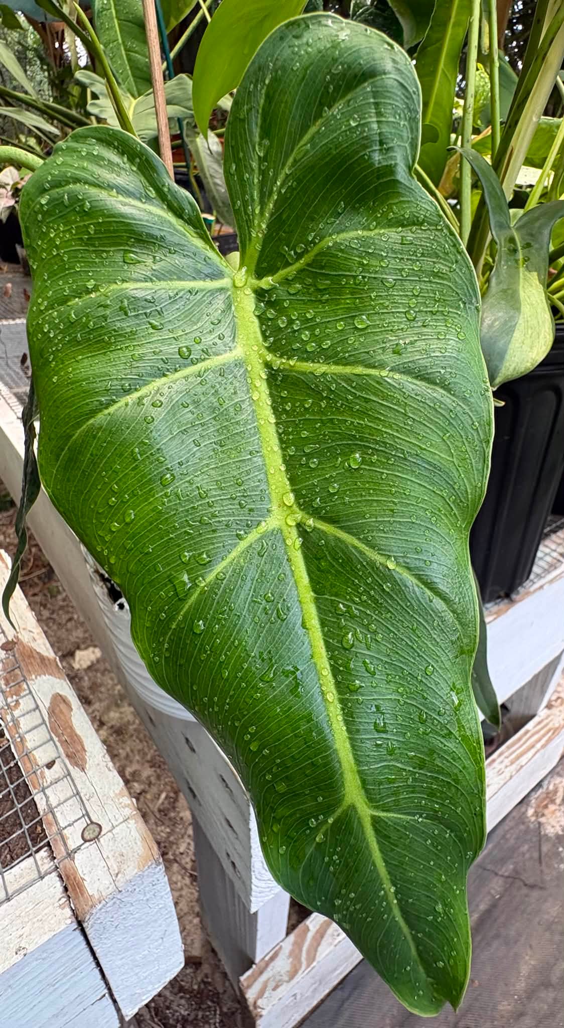 A few happy plants