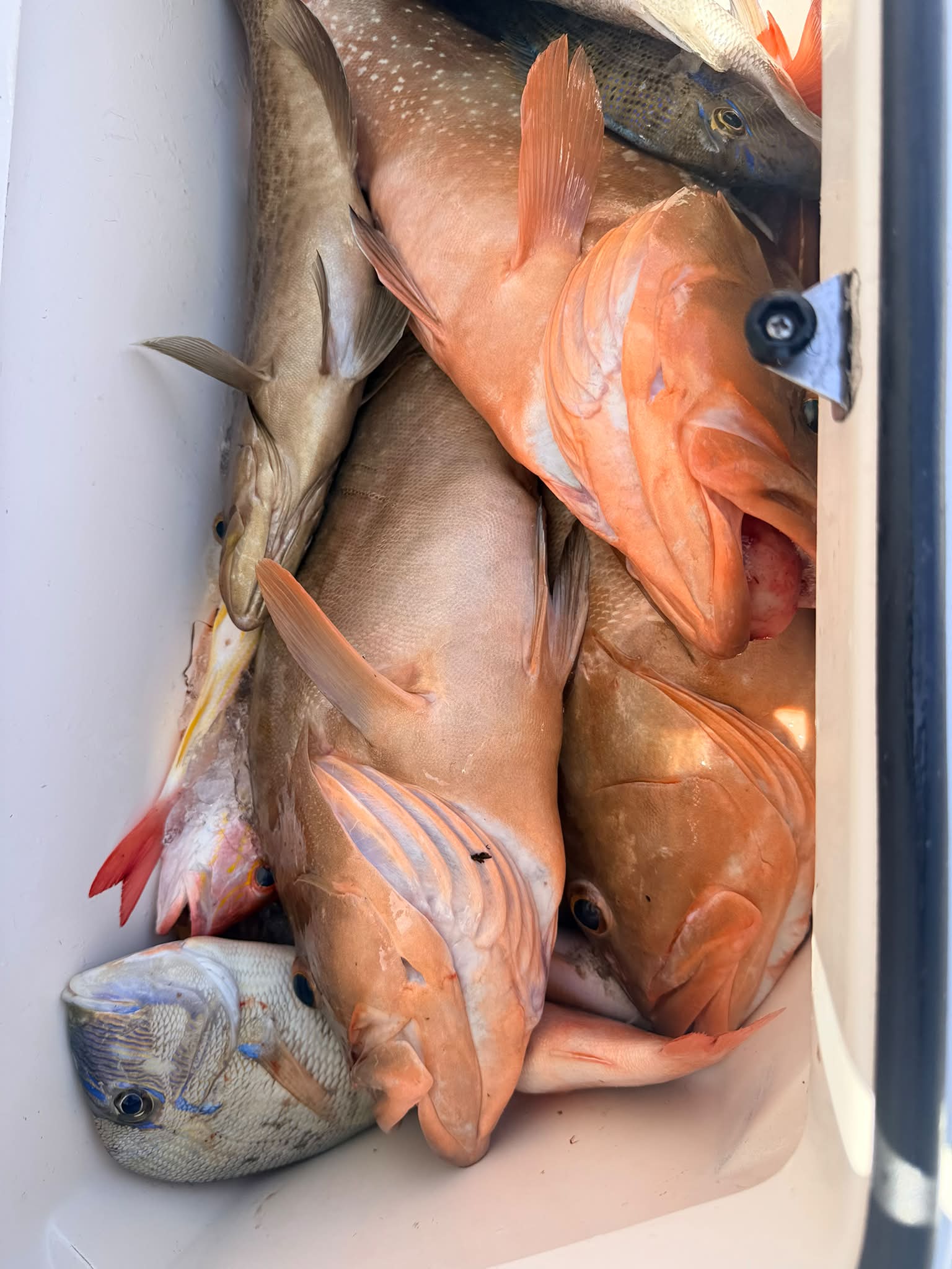 best tackle box with lures The Fishing Gift 110mm size Vertrex. Shimano Cardiff Cdf100A Baitcasting Model:7'3