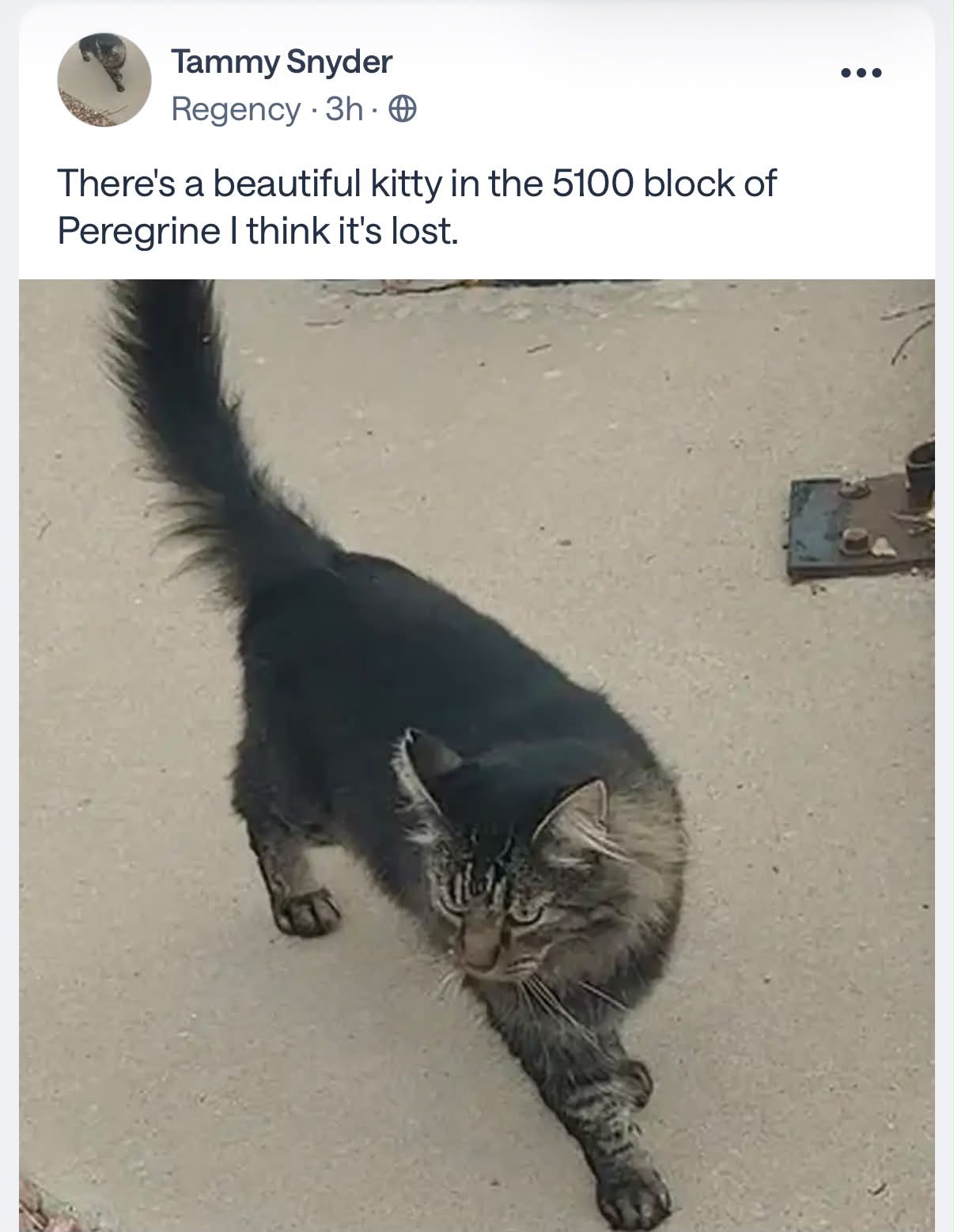 Anyone missing this kitty? 🐈‍⬛ Sharing from Nextdoor