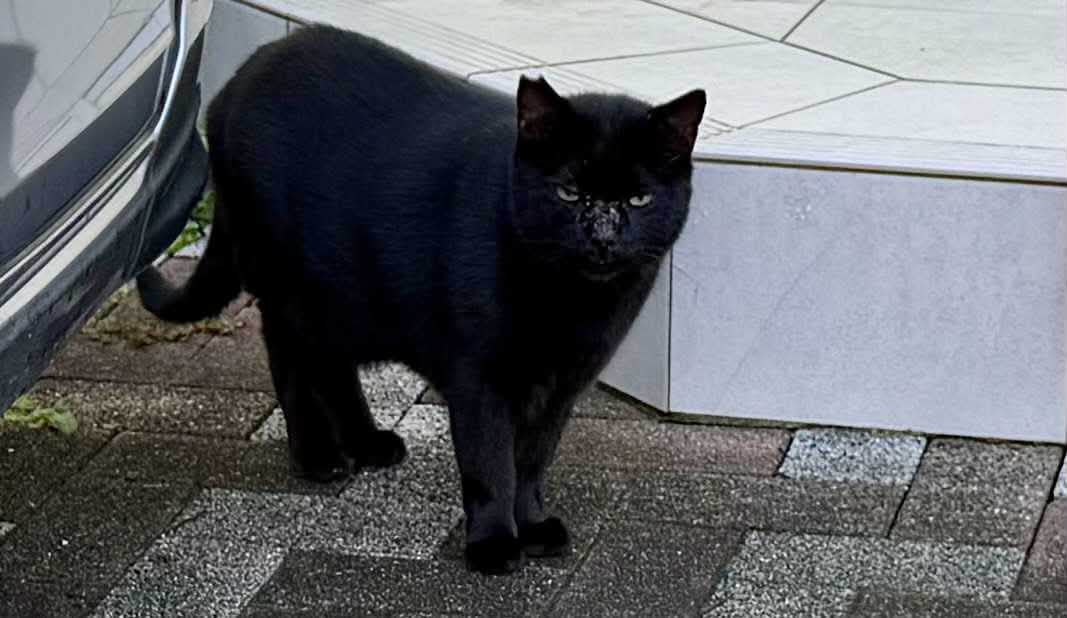 地域猫黒猫🐈‍⬛クロちゃん