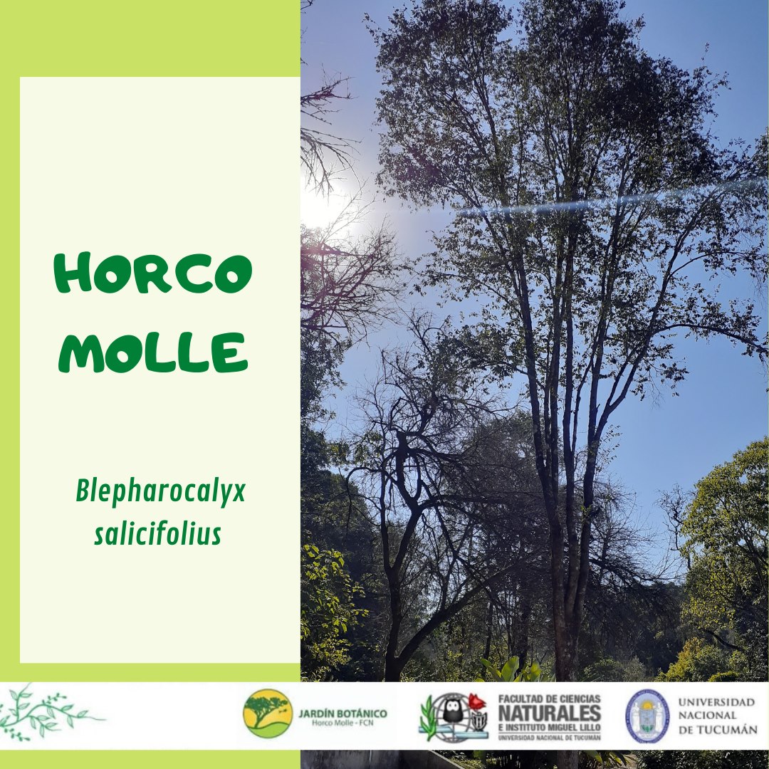 🌳 Semana del árbol 🌳 HORCO... - Jardín Botánico Horco Molle | Facebook