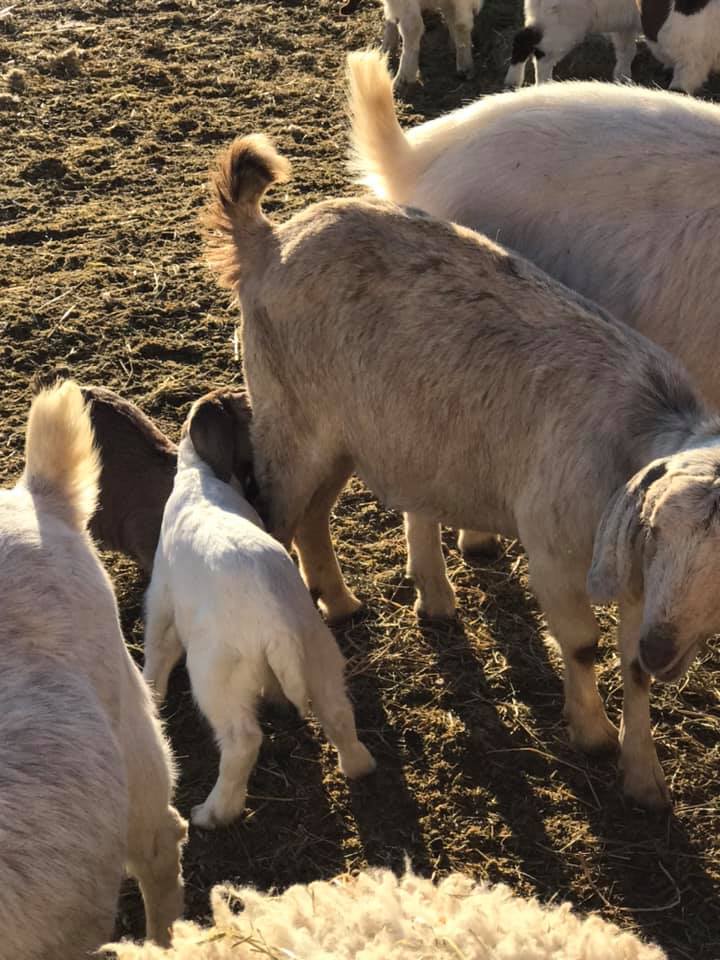 Montana City Ranches, LLC - Home