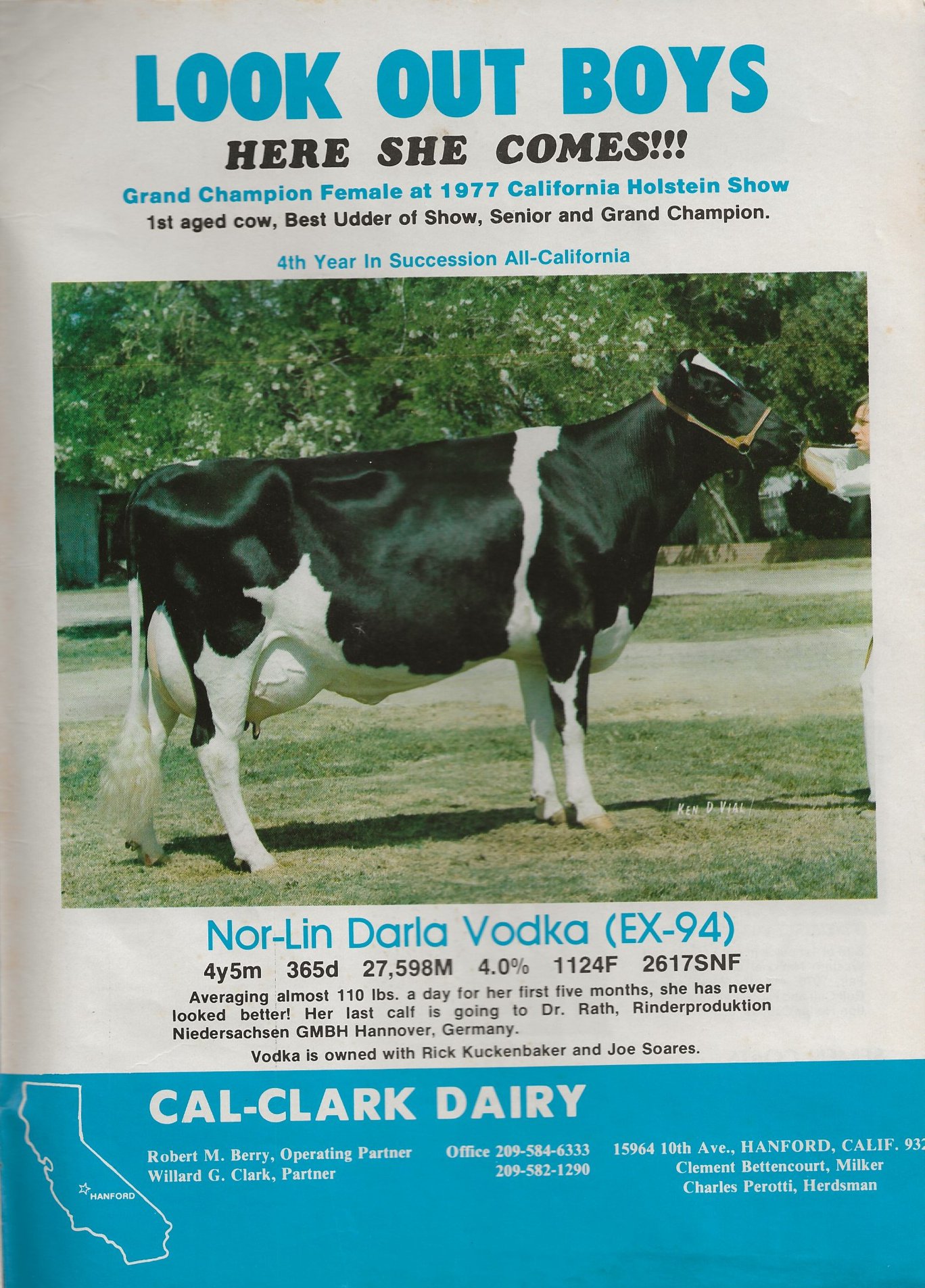 Legendairy - A cow breeds to the average of her inheritance. This cow's ...