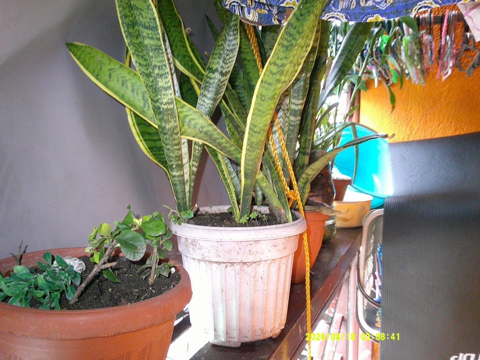 Songdian Dc 101, digicam. (2 weeks old)