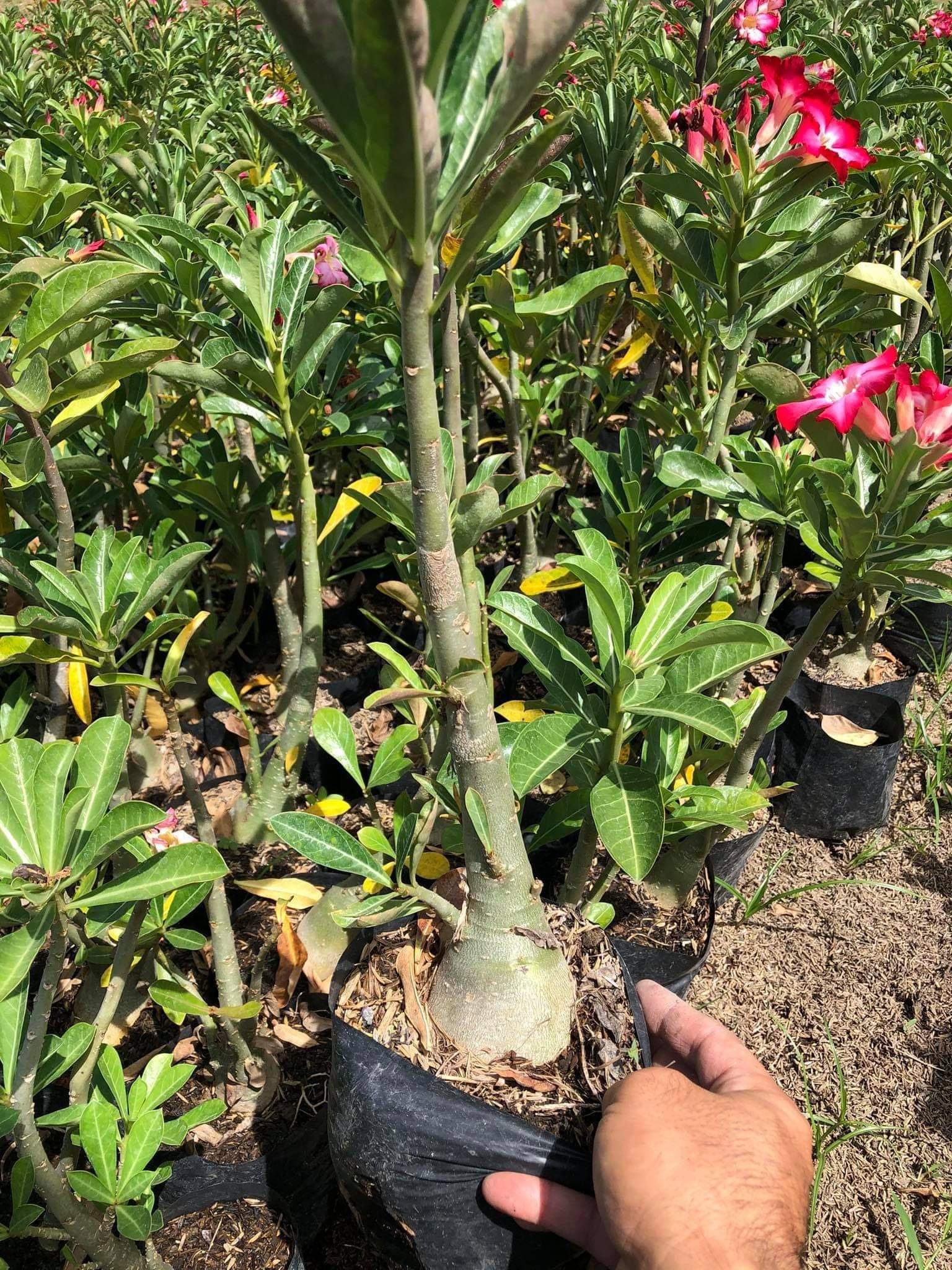 Adenium Seller Philippines