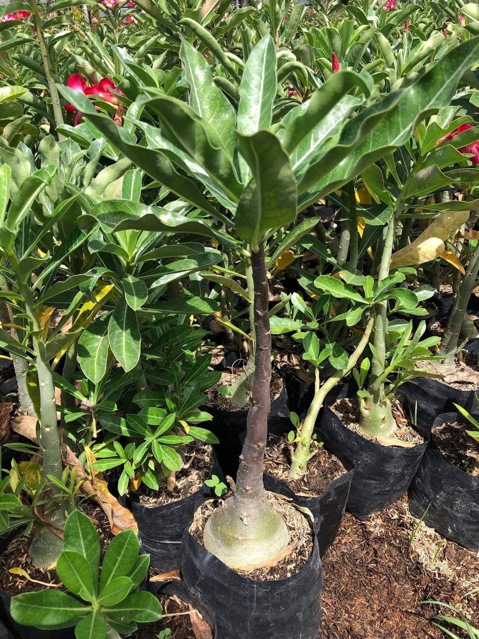 Adenium Seller Philippines