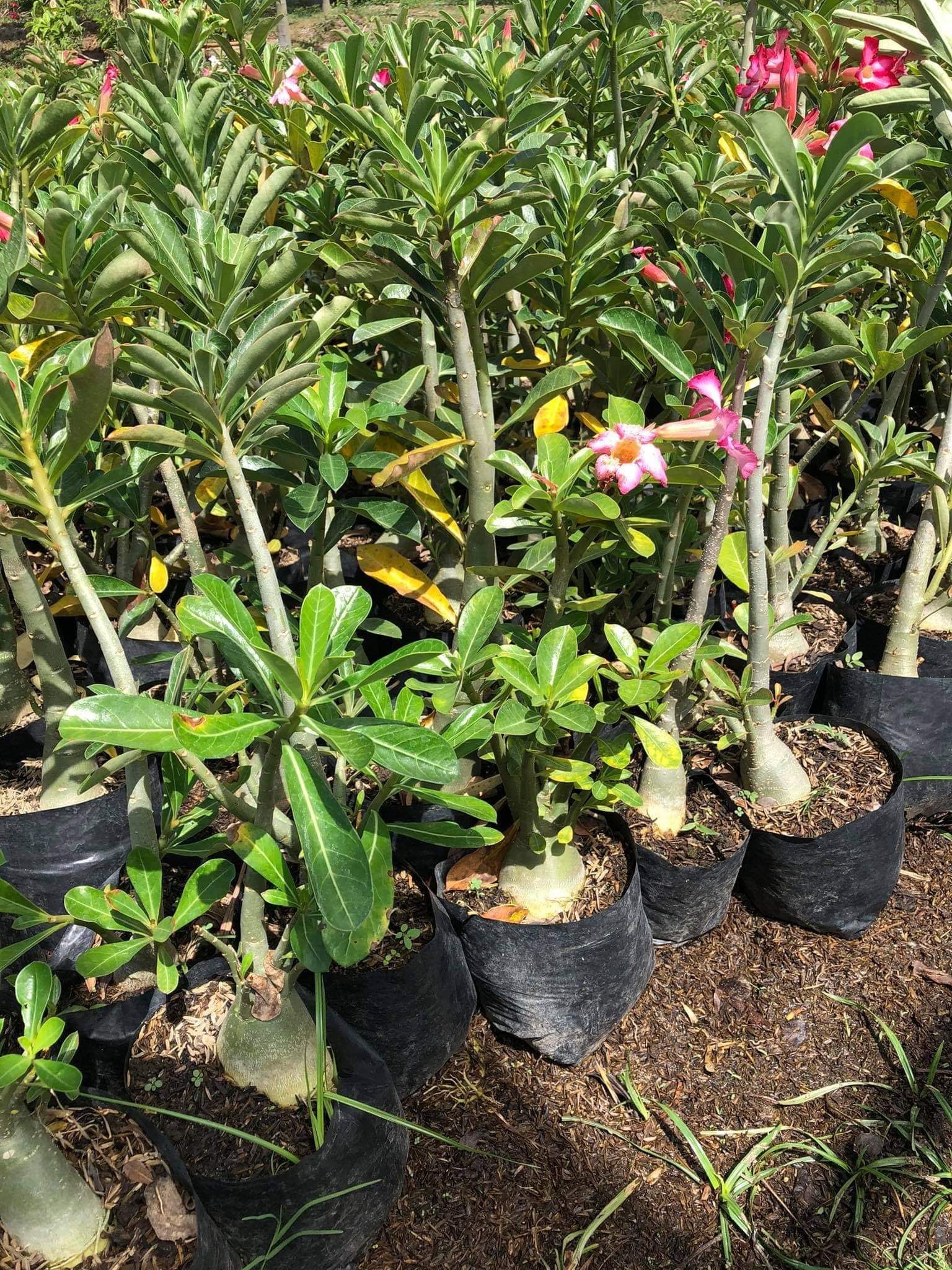 Adenium Seller Philippines