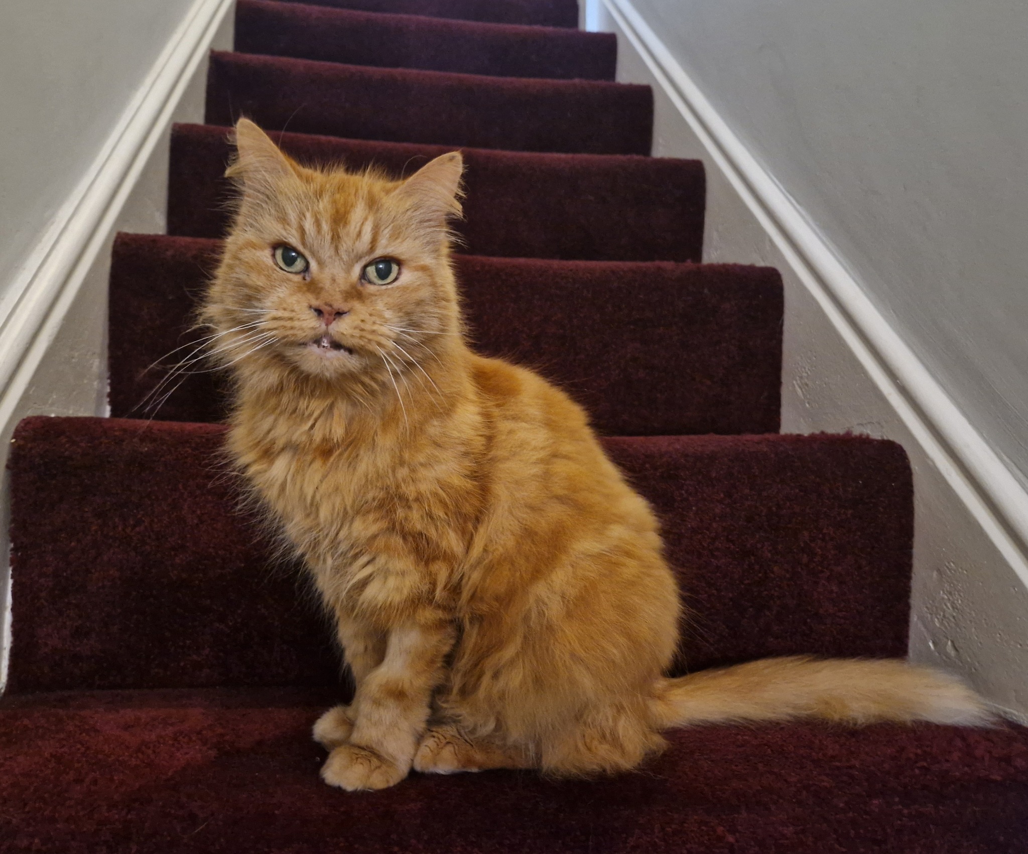 For adoption 🐱 Ginger... - RSPCA Manchester & Salford Branch