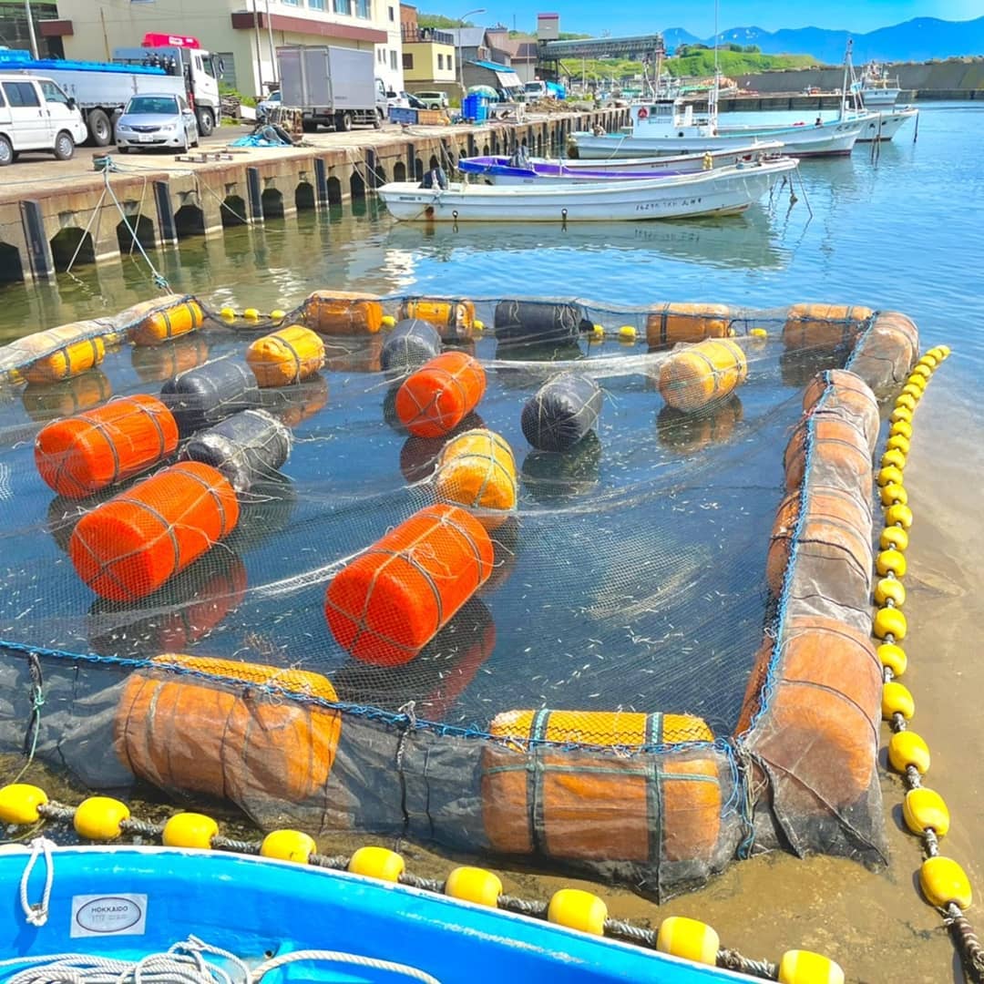 泊村観光協会 - 今日は、気持ちのいいお天気☀️のなか、#泊漁港 では #ニシン の稚魚のお引っ越しがありました。...