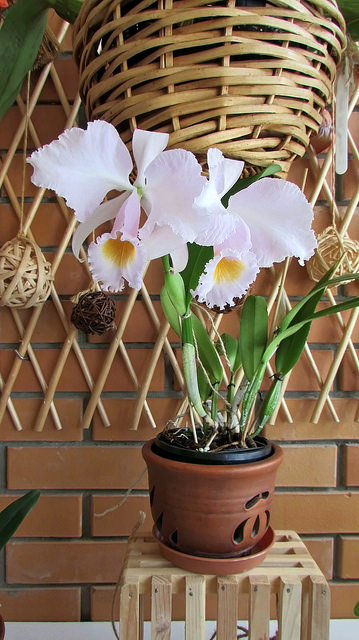 Cattleya aclandiae Albescens a new colorful result of our MZ