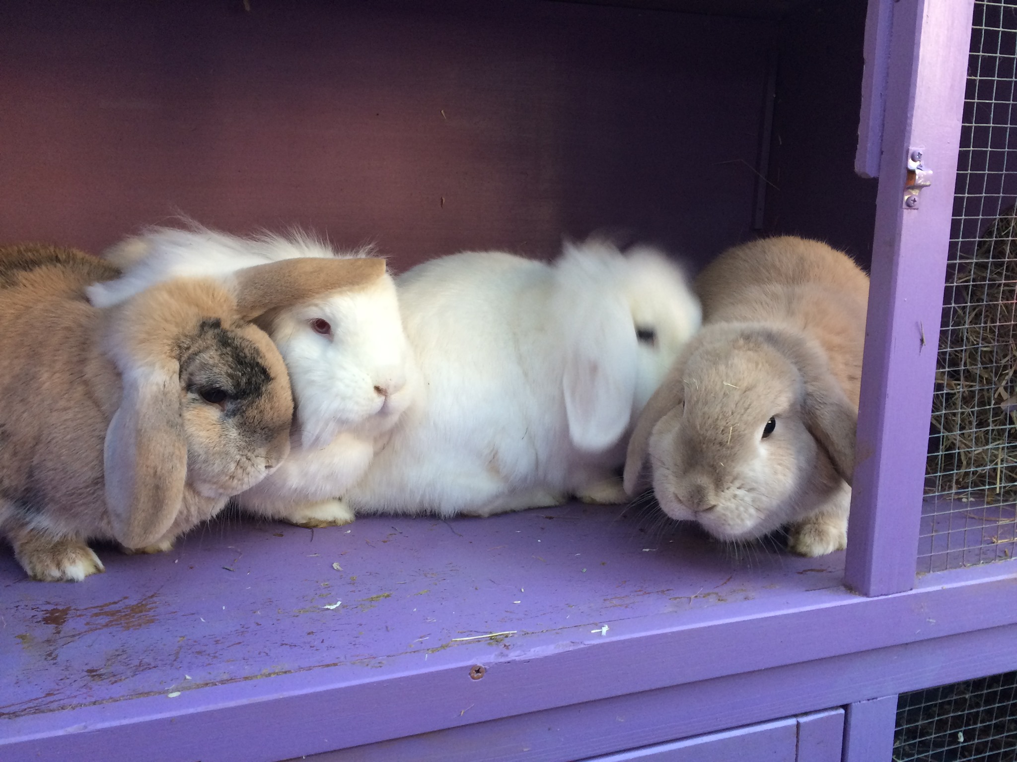 Notts Nibblers Rodent Rescue - For Adoption: Daphne, Jasmine, Spencer ...