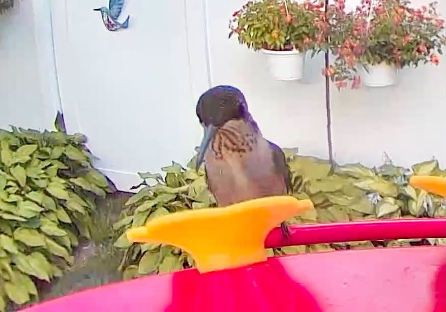 What kind of bird has zigzag white stripes on its chest?