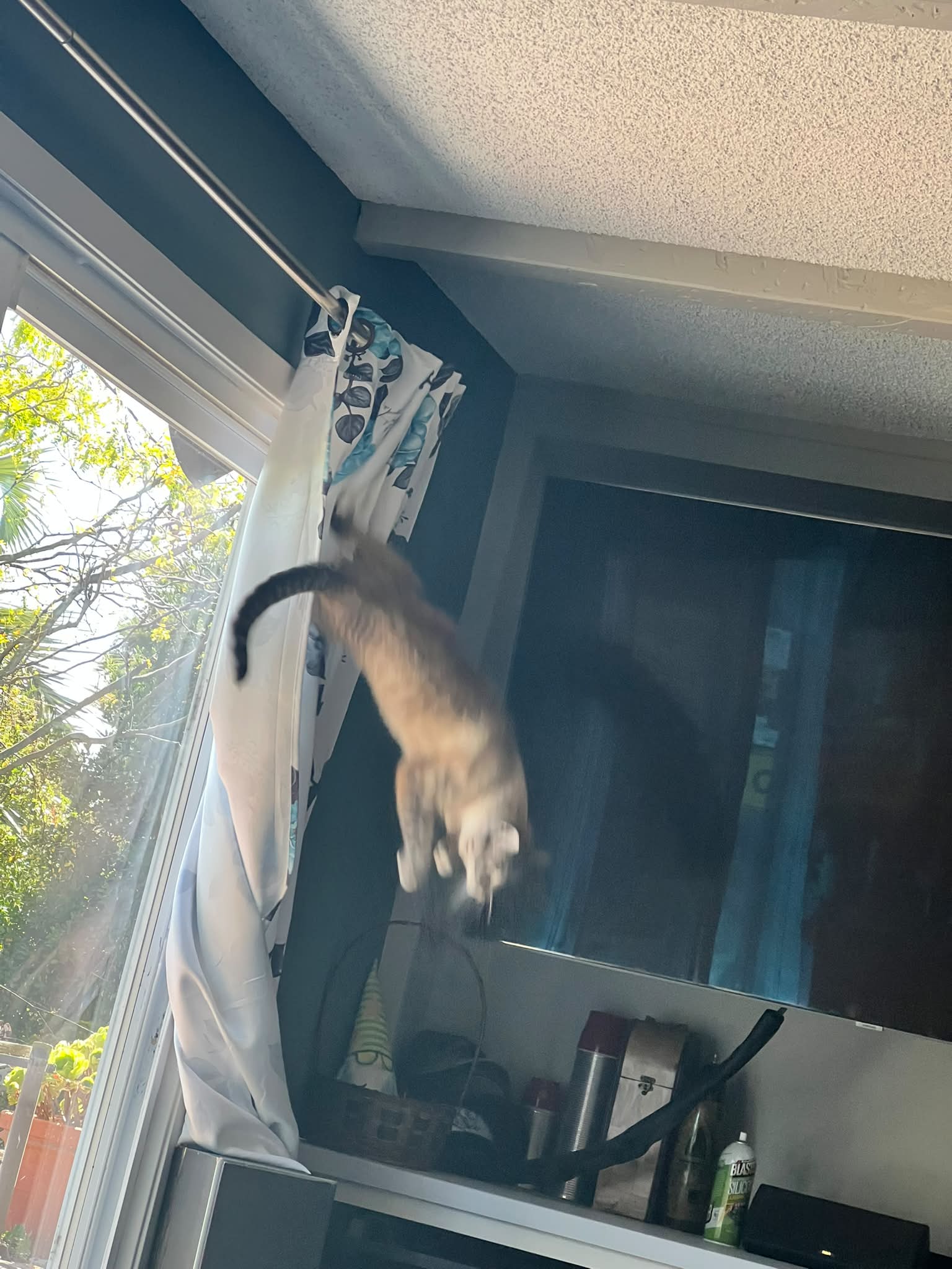 Yoshi got into the cat nip a bit .