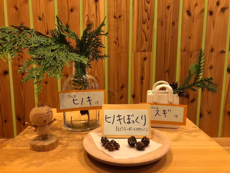 🌲松ぼっくり、ヒノキぼっくり、杉ぼっくりでーす。 雌花（めばな）に