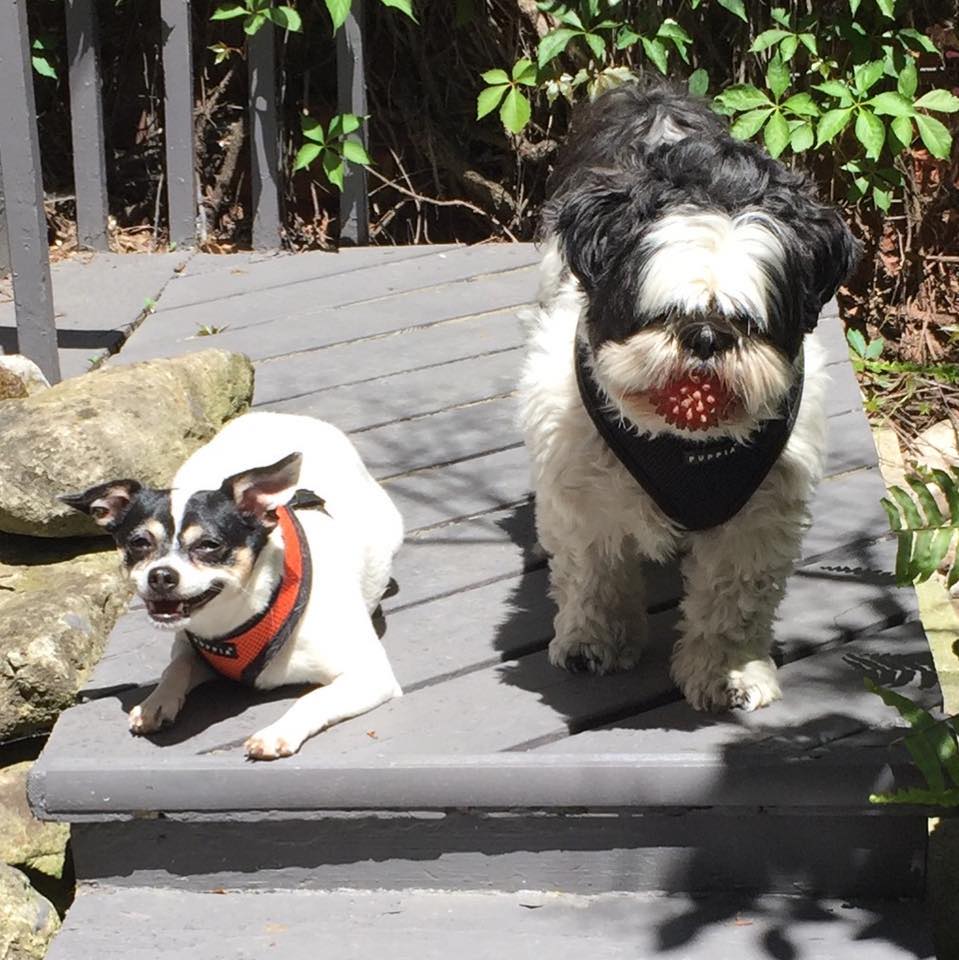 Daisy and Duke Dawgs