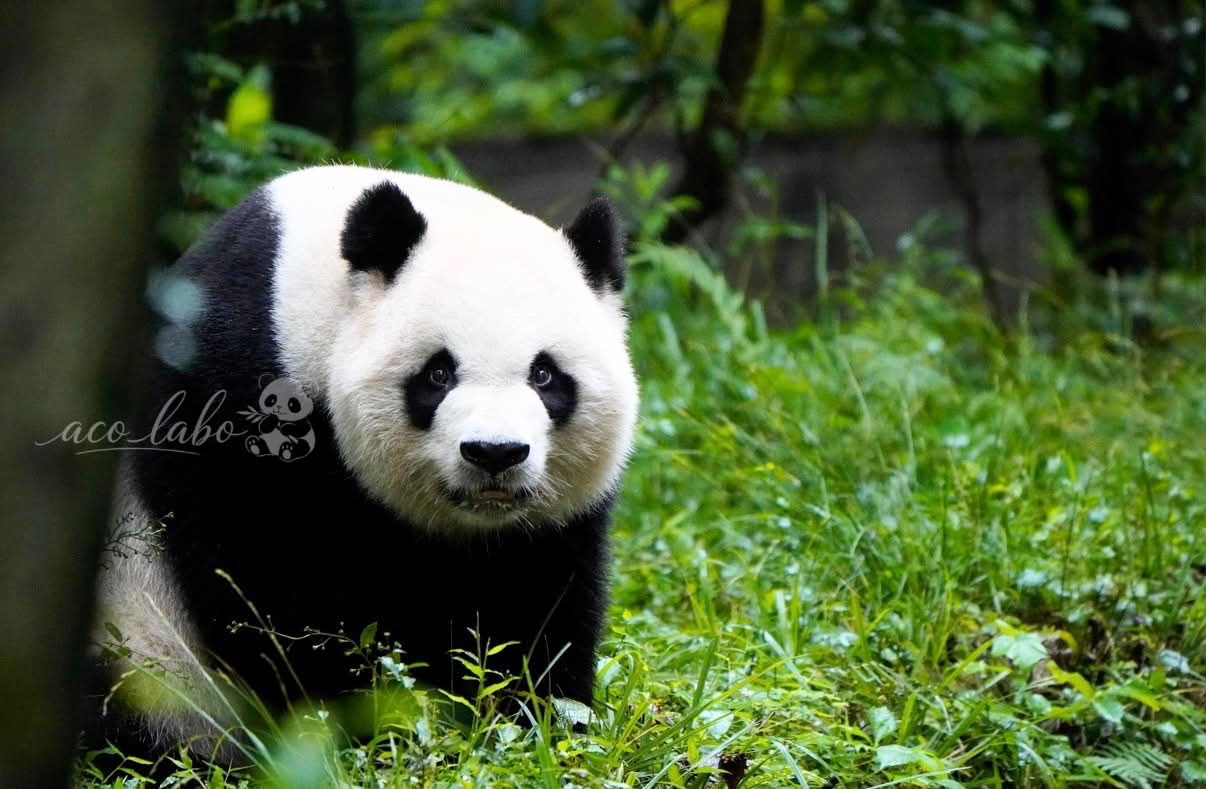 皆さんご存知かもですが、 大阪万博中国館はパンダメインでは