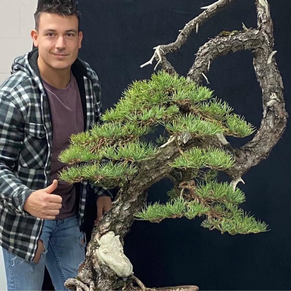 🌳 **NEW BONSAI AUCTION – Acer palmatum ‘Deshojo’** 🍁 This time we have ...