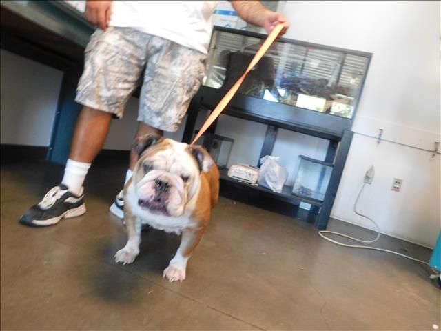 English Bulldog for adoption at West Valley Shelter in Chatsworth, CA