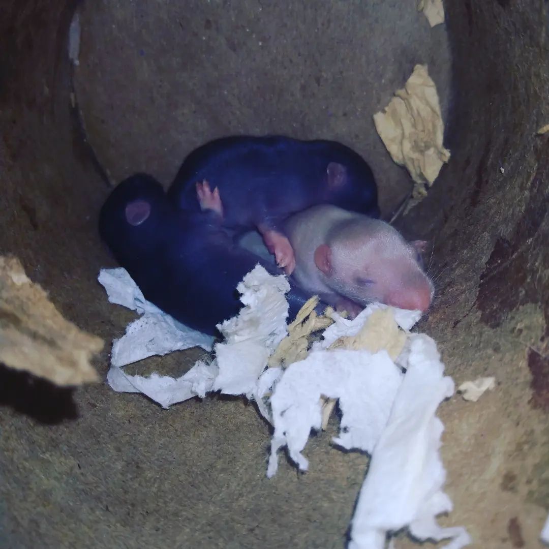 N... - Leopard Gecko & Pets Rat Rescue in California 209 & 925