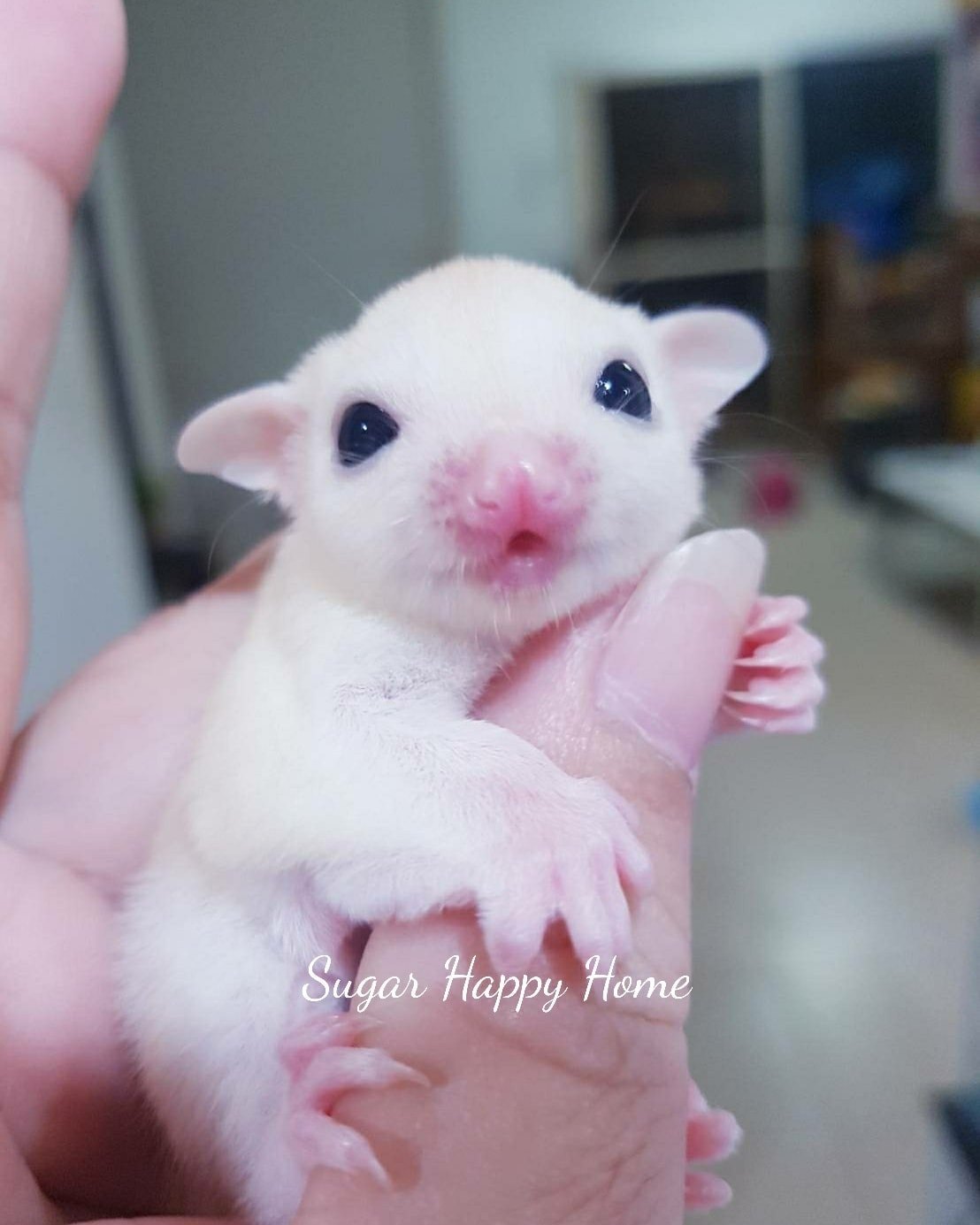 #ได้บ้านแล้วคะ ... - Sugar Happy Home | Facebook