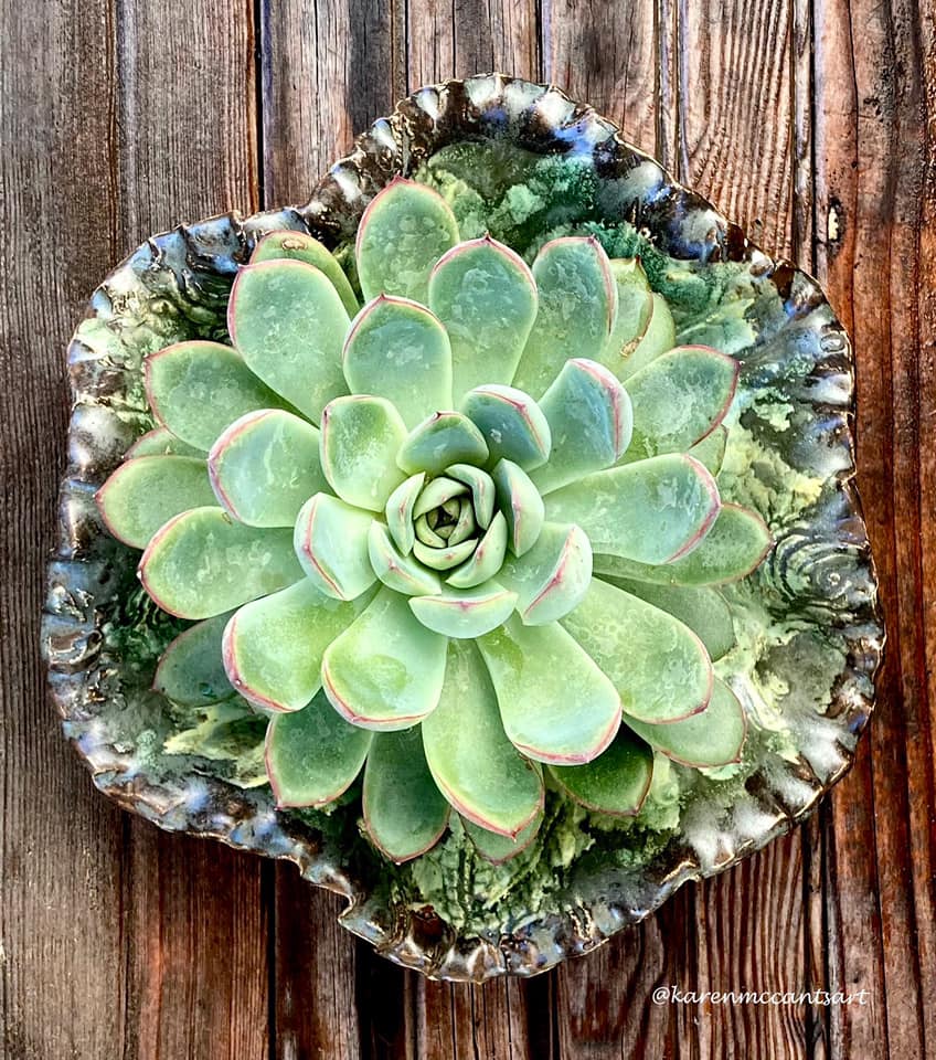 Planta Suculenta Echeveria Pulidonis En Maceta De 5,5 Cm: Pequeña Y Resistente, Ideal Para Interior Y Exterior, Fácil De Cuidar