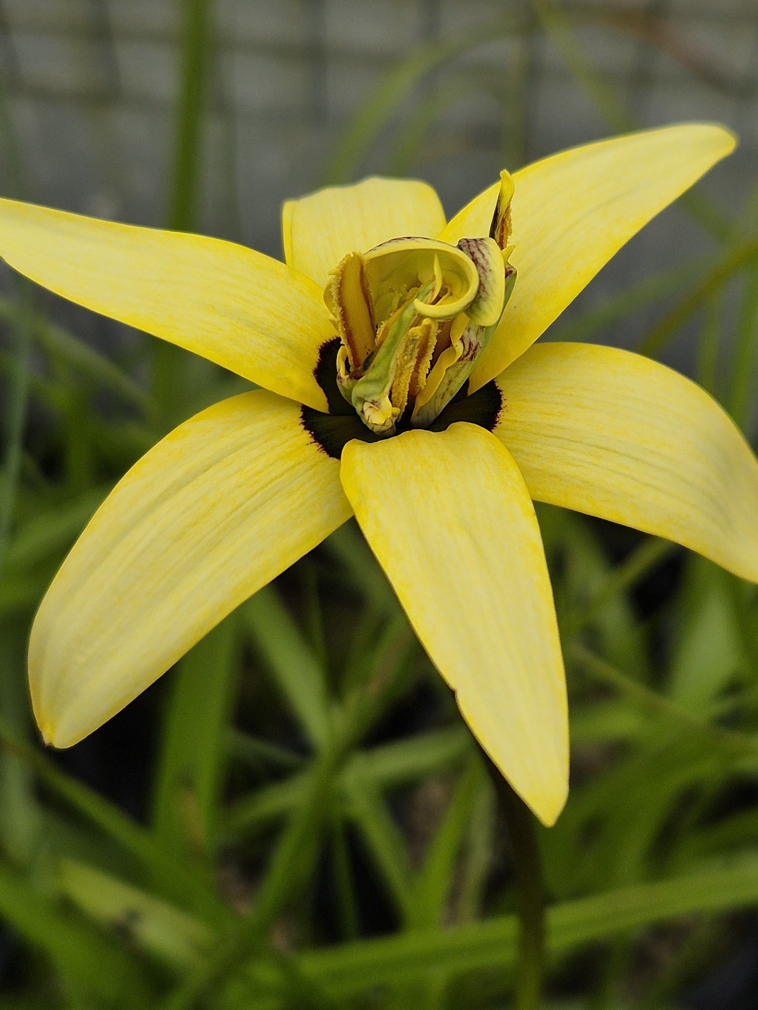 Pauridia capensis cape bulb description