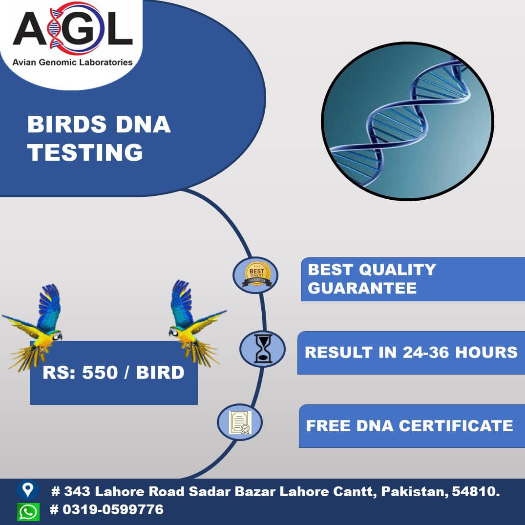 Bird DNA Testing-Avian Genomic Laboratories | Lahore