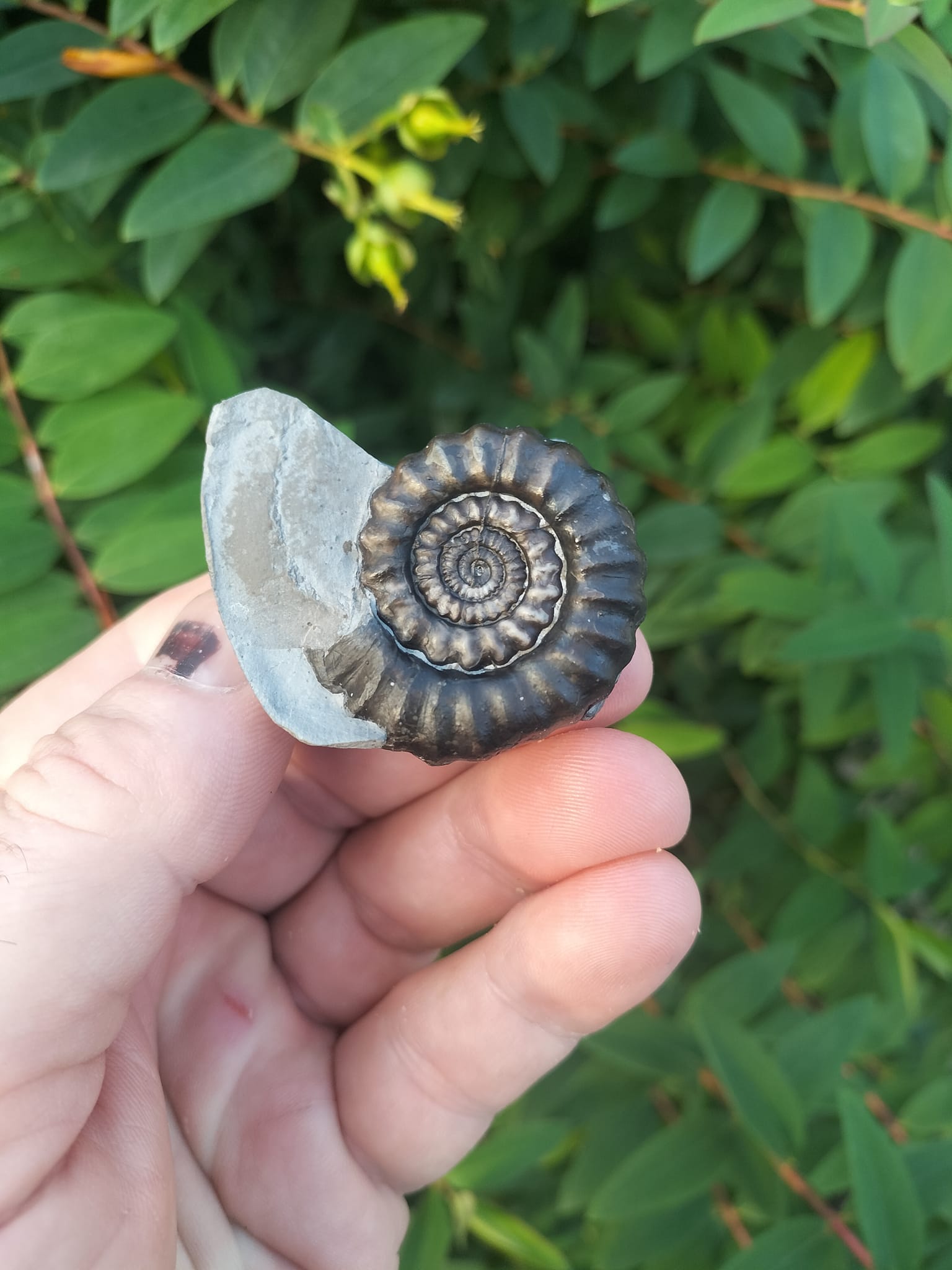 Fossils of Yorkshire | Redcar