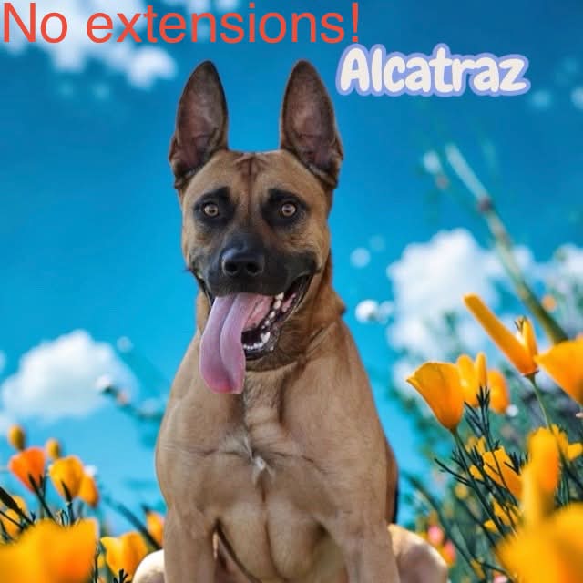 Save Alcatraz: Adopt or Foster Before Euthanization on Sept 9